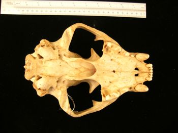Media type: image;   Mammalogy BANGS-6992 Description: Image of skeleton specimen - ventral view. ventral view of skull.;